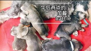 狗可以吃小圆瓜吗怎么吃,小圆瓜的食用指南