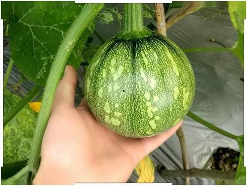 小冉冉吃瓜,小冉冉的瓜田奇遇记