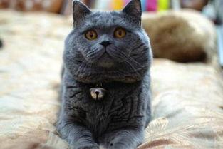 英短蓝猫吃瓜,英短蓝猫的夏日“吃瓜”时光