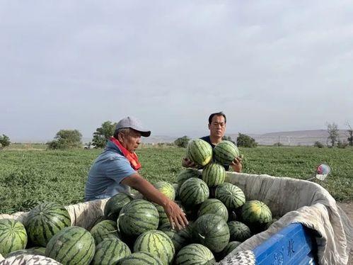 将军山吃瓜,夏日消暑美食之旅