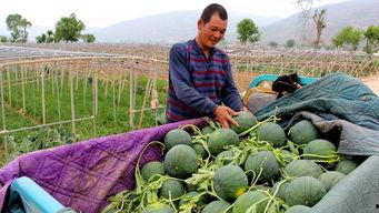 将军山吃瓜,夏日消暑美食之旅