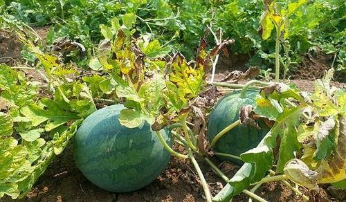 西瓜地吃瓜真实图片,西瓜地里的甜蜜瞬间