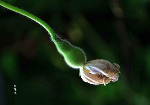 时笑笑时鸢吃瓜,瓜田里的欢乐时光