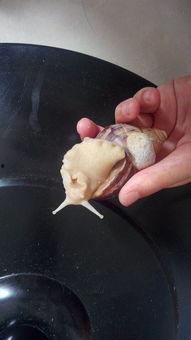 蜗牛吃瓜,一场慢生活与自然的邂逅