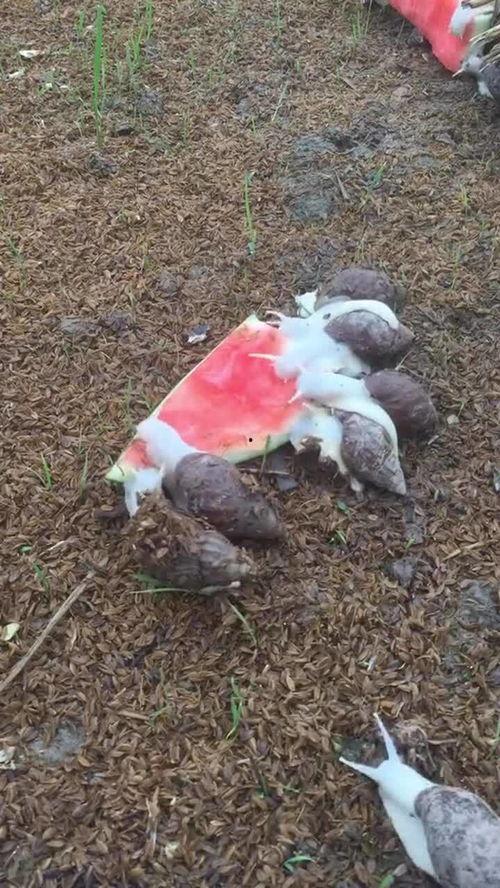 蜗牛吃瓜,一场慢生活与自然的邂逅