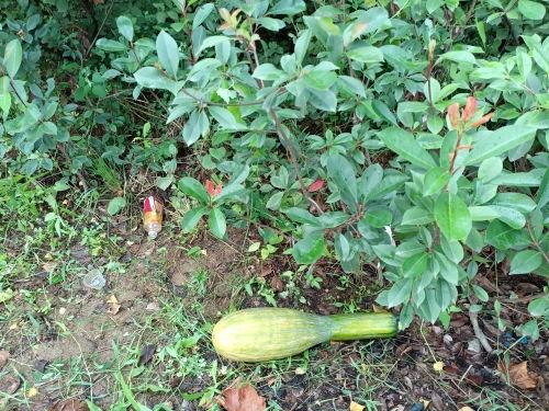 早安吃瓜图片大全,早安吃瓜图鉴，开启欢乐新一天