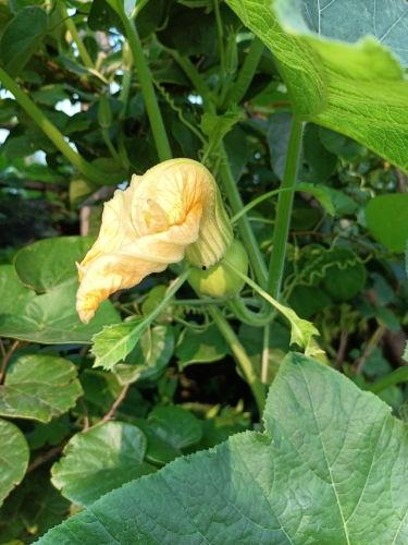 早安吃瓜图片大全,早安吃瓜图鉴，开启欢乐新一天