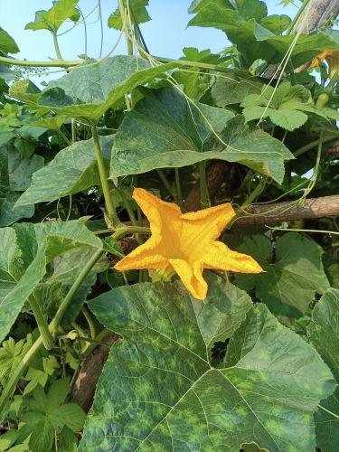 早安吃瓜图片大全,早安吃瓜图鉴，开启欢乐新一天