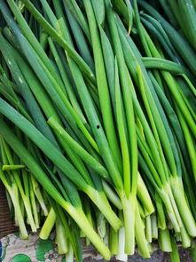 福寿瓜应该怎样吃,解锁健康美味新体验