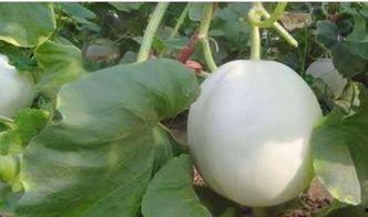 白洋瓜是白兰瓜吗怎么吃,美味瓜果的多样食用方式