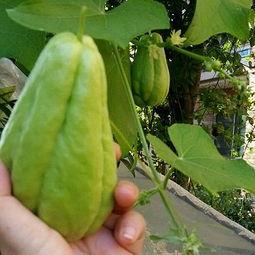 韶关佛手瓜怎么吃,多样食法，尽享美味