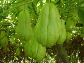 韶关佛手瓜怎么吃,多样食法，尽享美味