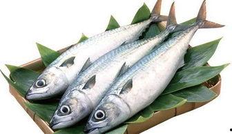 马鲛鱼给猫吃后吃贝贝瓜