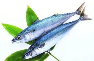 马鲛鱼给猫吃后吃贝贝瓜