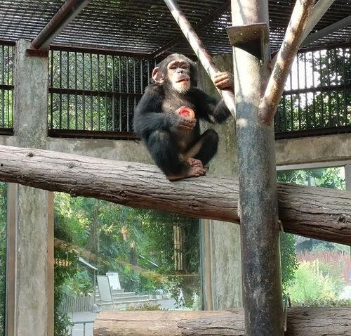 吃瓜动物头像可爱,吃瓜动物头像的可爱魅力