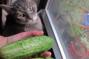 吃瓜玩瓜赛瓜画瓜,吃瓜玩瓜赛瓜画瓜，尽享夏日清凉