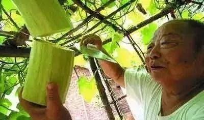 砍瓜存到冬天吃,砍瓜储存技巧，尽享冬季美味时光