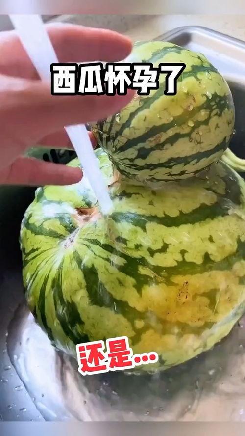 搞笑视频吃瓜吃到自己的瓜