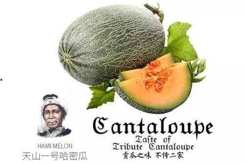 吃瓜先生推荐,让你一秒变身美食达人！