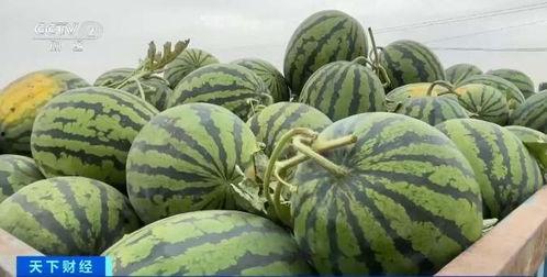 紫豆瓣自由吃瓜