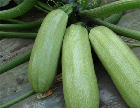 吃荀瓜有啥好处,养生保健新选择