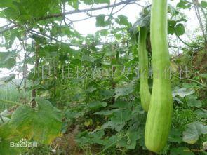 砍瓜口主吃,探寻独特风味与地域文化的交融