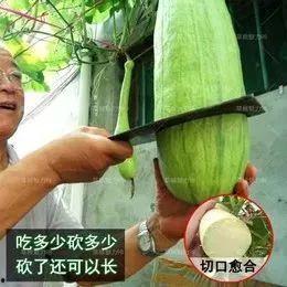 砍瓜口主吃,探寻独特风味与地域文化的交融