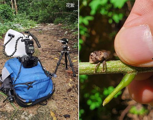 瓜哥带你吃瓜补全恐龙,探寻恐龙世界的奥秘