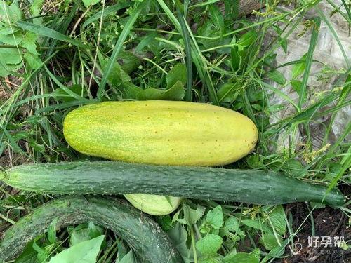 吃瓜婆录音,一场关于真相与谣言的较量