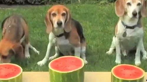 狗狗喜欢吃瓜,瓜果乐园大满足