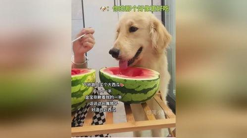 狗狗喜欢吃瓜,瓜果乐园大满足