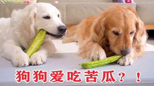 狗狗喜欢吃瓜,瓜果乐园大满足