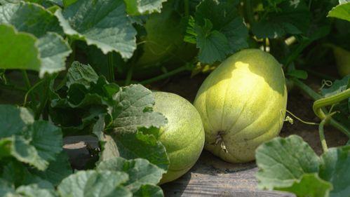 初夏 吃瓜,品味夏日清新美味