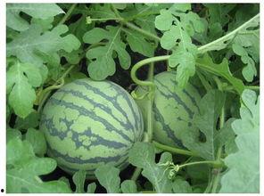 初夏 吃瓜,品味夏日清新美味