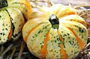 吃虾时可以吃小瓜吗,吃虾时的小瓜选择指南