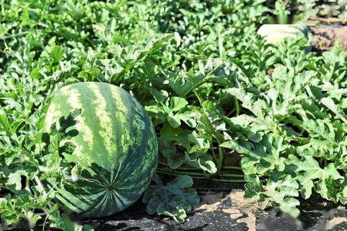 各种吃瓜的技术,解锁各种吃瓜技巧大揭秘