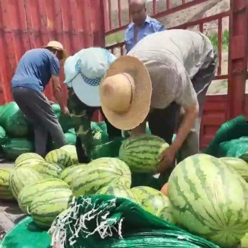 甘肃最近吃瓜事件视频,甘肃“吃瓜事件”视频引发热议