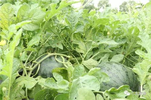 吃瓜大队钓鱼,揭秘网络热点的幕后故事