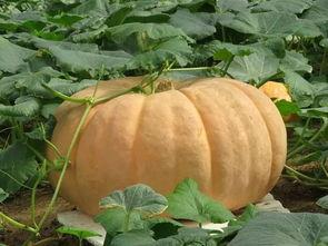 吃瓜胃胀泻肚,胃胀泻肚的尴尬应对指南