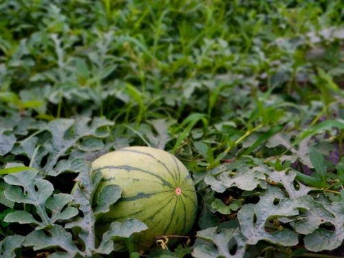 村超吃瓜,一场别开生面的足球狂欢