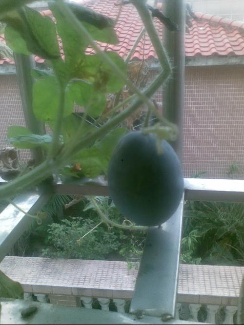 露天阳台吃瓜,夏日吃瓜时光的美好回忆