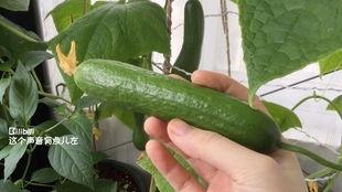 露天阳台吃瓜,夏日吃瓜时光的美好回忆