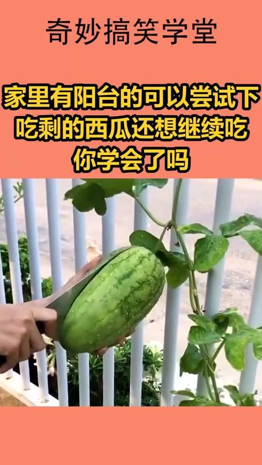 露天阳台吃瓜,夏日吃瓜时光的美好回忆