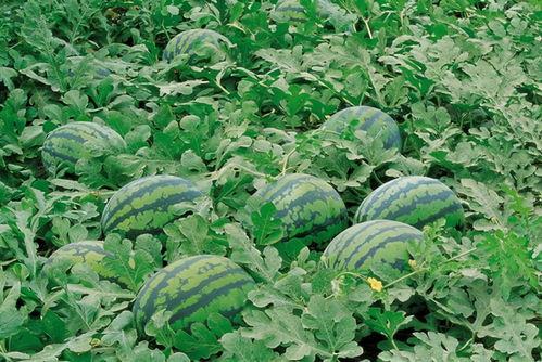 张露文吃瓜群,揭秘娱乐圈幕后故事