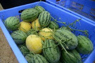 张露文吃瓜群,揭秘娱乐圈幕后故事