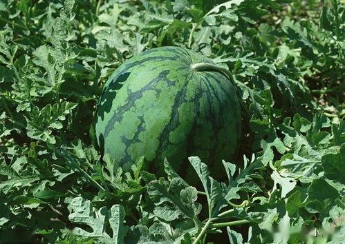 吃瓜要种多大才结瓜,揭秘吃瓜要种多大才结瓜的秘密