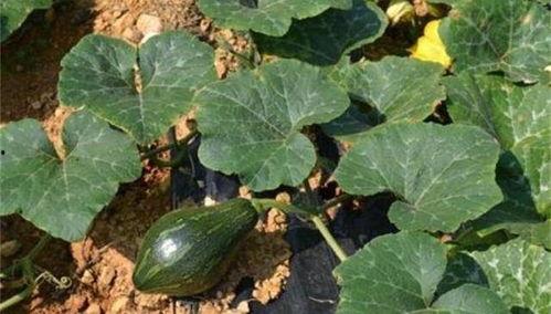 吃瓜要种多大才结瓜,揭秘吃瓜要种多大才结瓜的秘密