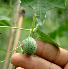 没吃的瓜,揭秘那些未知的“瓜”界风云