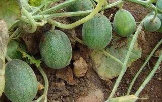 没吃的瓜,揭秘那些未知的“瓜”界风云