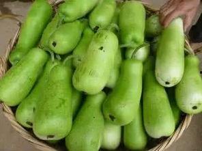 熊猫吃葫芦瓜,葫芦瓜的甜蜜邂逅